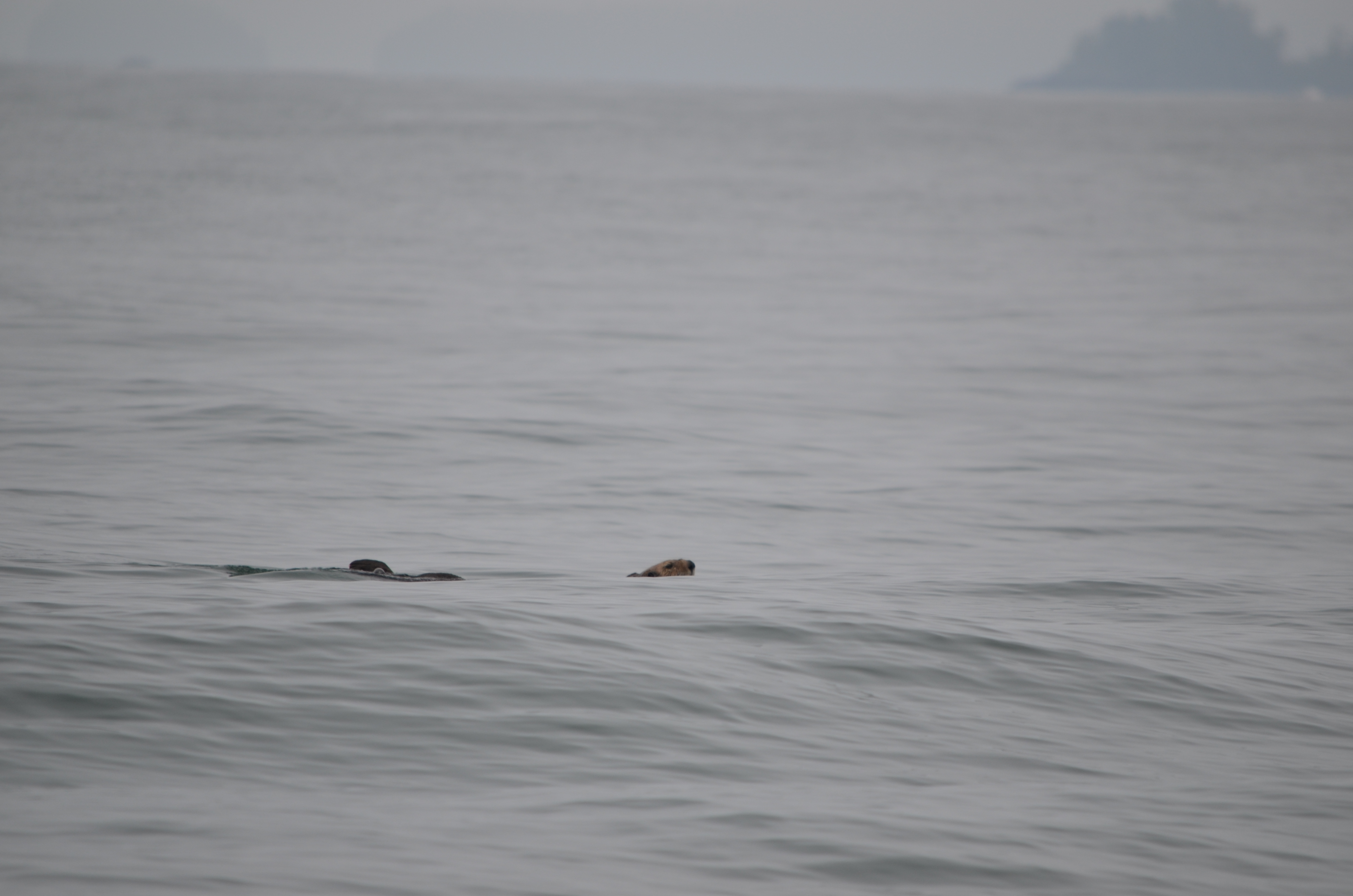 photos/wildlife/Mammal_Species/Sea Otter/DSC_0332.JPG